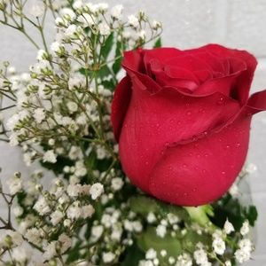 Meet your Posher, Jasmine